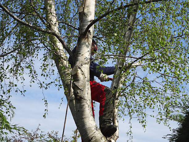 Trusted Lincoln, IL Tree Care Experts